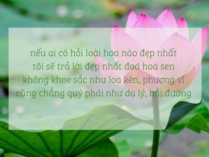 Bong hoa sen tim no ro giua dam lay, hien ve dep tinh khiet
